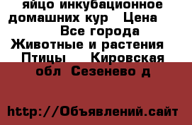 яйцо инкубационное домашних кур › Цена ­ 25 - Все города Животные и растения » Птицы   . Кировская обл.,Сезенево д.